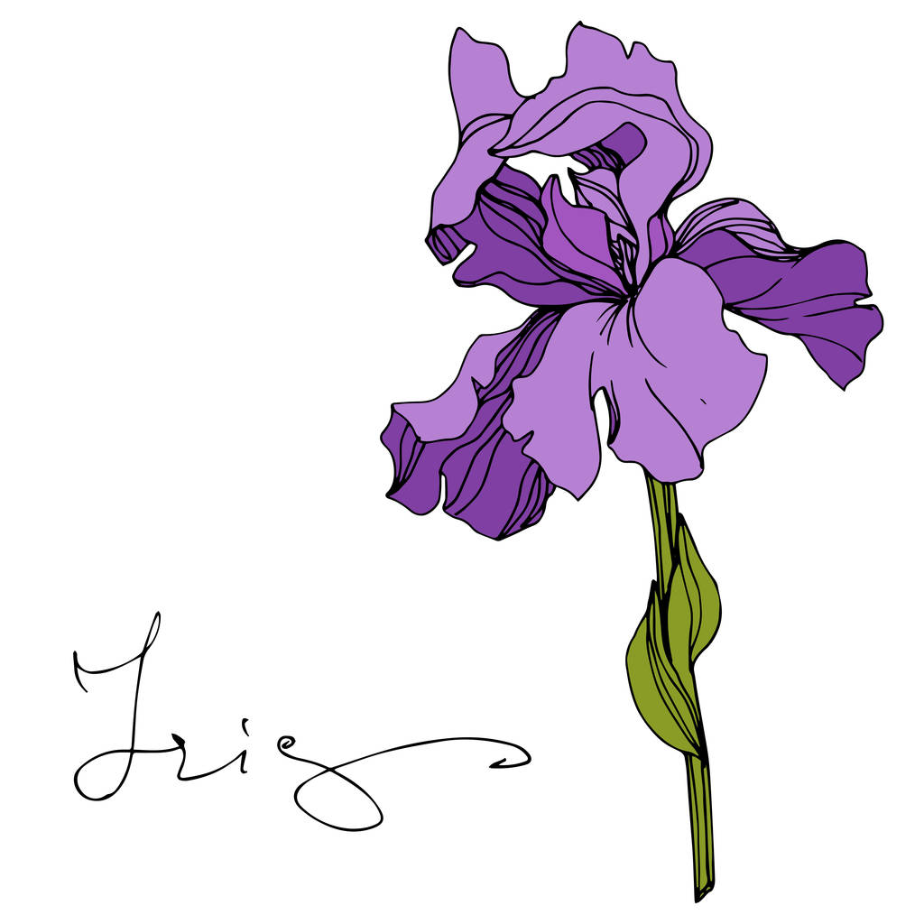 Vektor violette Iris isoliert auf weiß. Gravierte Tuschekunst mit Iris-Schriftzug - Vektor, Bild