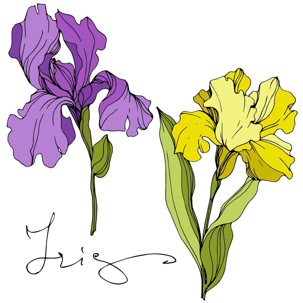 Vektor sárga és lila íriszek elszigetelt fehér. Vésett tinta művészet "iris" felirat - Vektor, kép