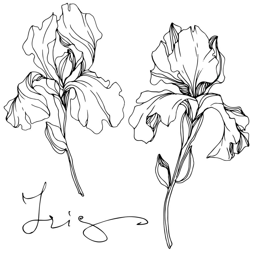 Iris vectoriales aislados en blanco. Arte de tinta grabada en blanco y negro con letras 'iris'
 - Vector, Imagen