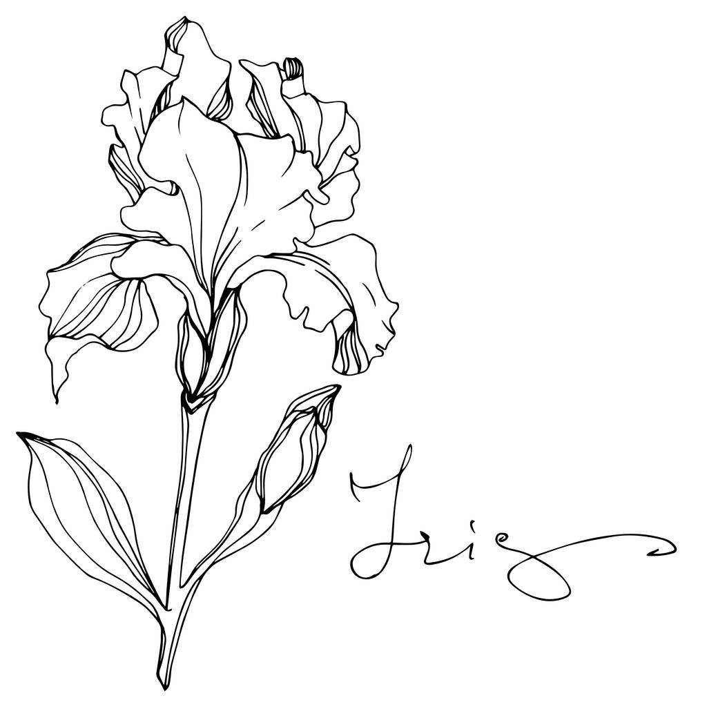 Vector Iris flower isolated on white. Black and white engraved ink art with 'iris' lettering - Vector, Image