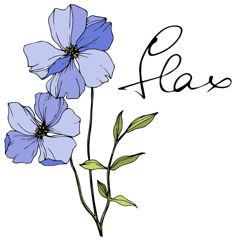 Vektor blauer Flachs. Frühling Wildblumen isoliert auf weiß. Gravierte Tuschekunst mit 'Flachs' -Schriftzug - Vektor, Bild