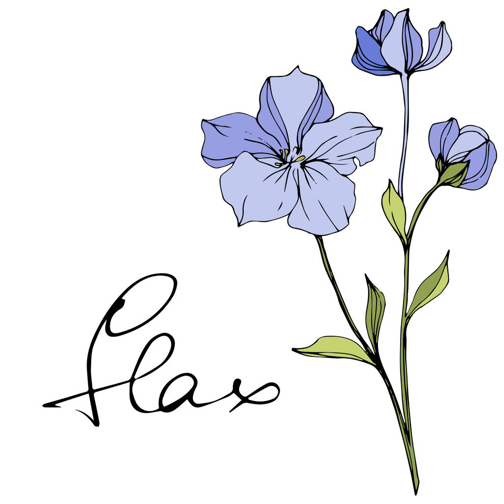 Mavi keten vektör. Bahar kır çiçekleri beyaz izole. Oyulmuş mürekkep sanat 'keten' yazı ile - Vektör, Görsel
