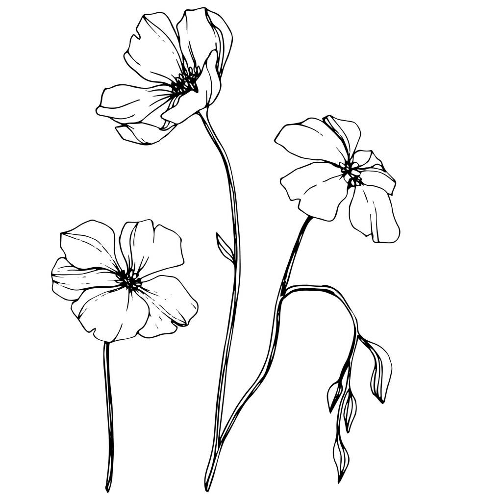 Vector Flax. Wildflowers isolated on white. Black and white engraved ink art.  - Vector, Image