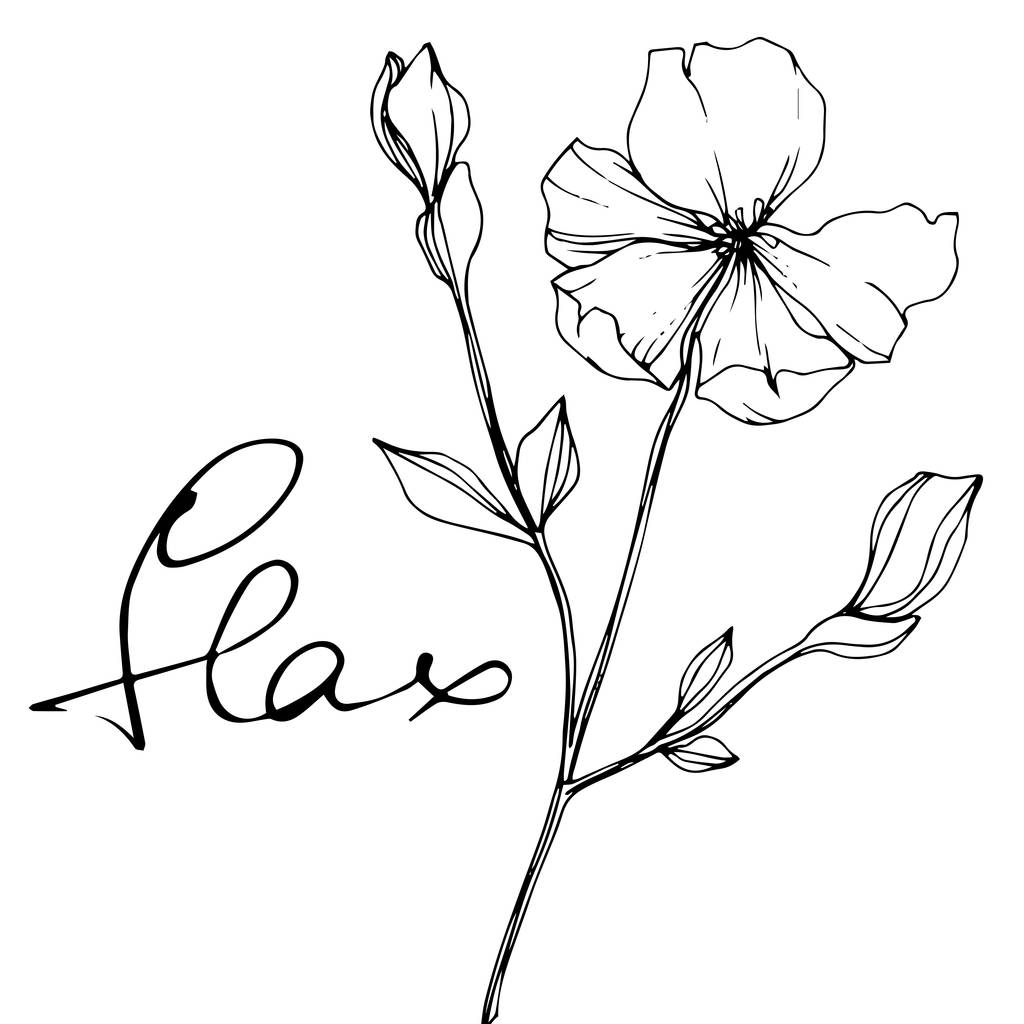 Vector Flax. Flores silvestres isoladas em branco. Tinta gravada a preto e branco com letras "linho"
 - Vetor, Imagem