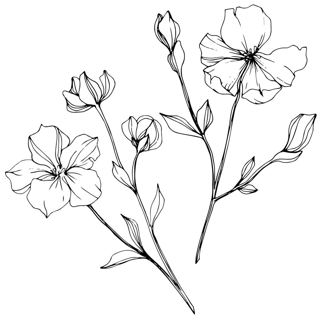 Vector Flax. Flores silvestres aisladas en blanco. Arte de tinta grabada en blanco y negro
.  - Vector, Imagen