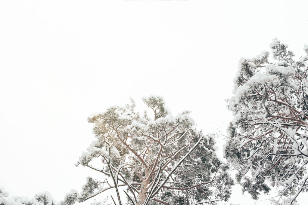 Alacsony, szög, Kilátás téli erdőben havas fenyőfák - Fotó, kép