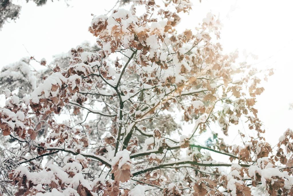 χαμηλή γωνία θέα χιονισμένο δέντρο στο δάσος του χειμώνα - Φωτογραφία, εικόνα