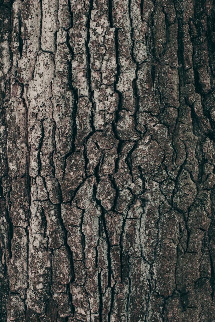 πλήρους καρέ σκούρο δέντρο ΜΠΑΡΚΟ υφής ως φόντο - Φωτογραφία, εικόνα