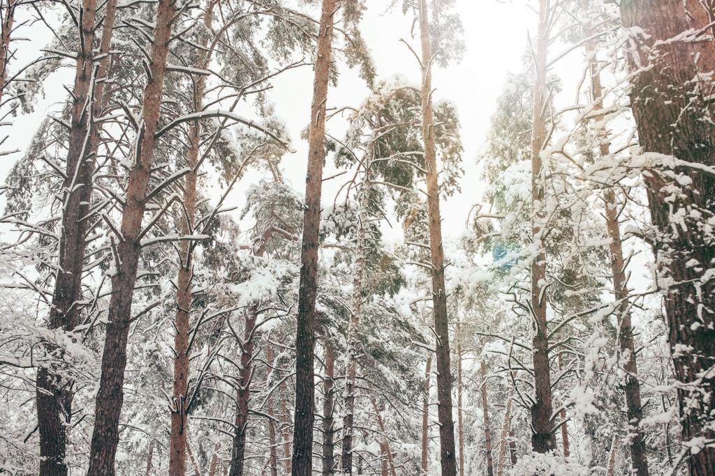 Malerischer Blick auf Kiefern mit Schnee im Winterwald bedeckt - Foto, Bild