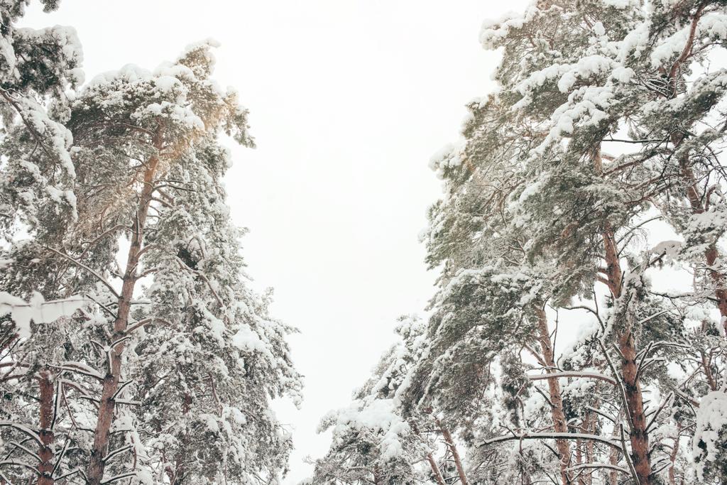 Низкий угол обзора снежных сосен в зимнем лесу
 - Фото, изображение