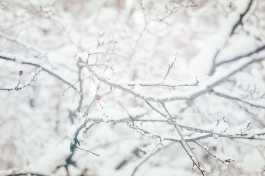 Nahaufnahme von schneebedeckten Zweigen im Winterwald - Foto, Bild