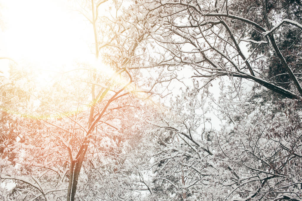 χαμηλή γωνία προβολής του χειμώνα χιονισμένο δάσος και το ηλιακό φως - Φωτογραφία, εικόνα