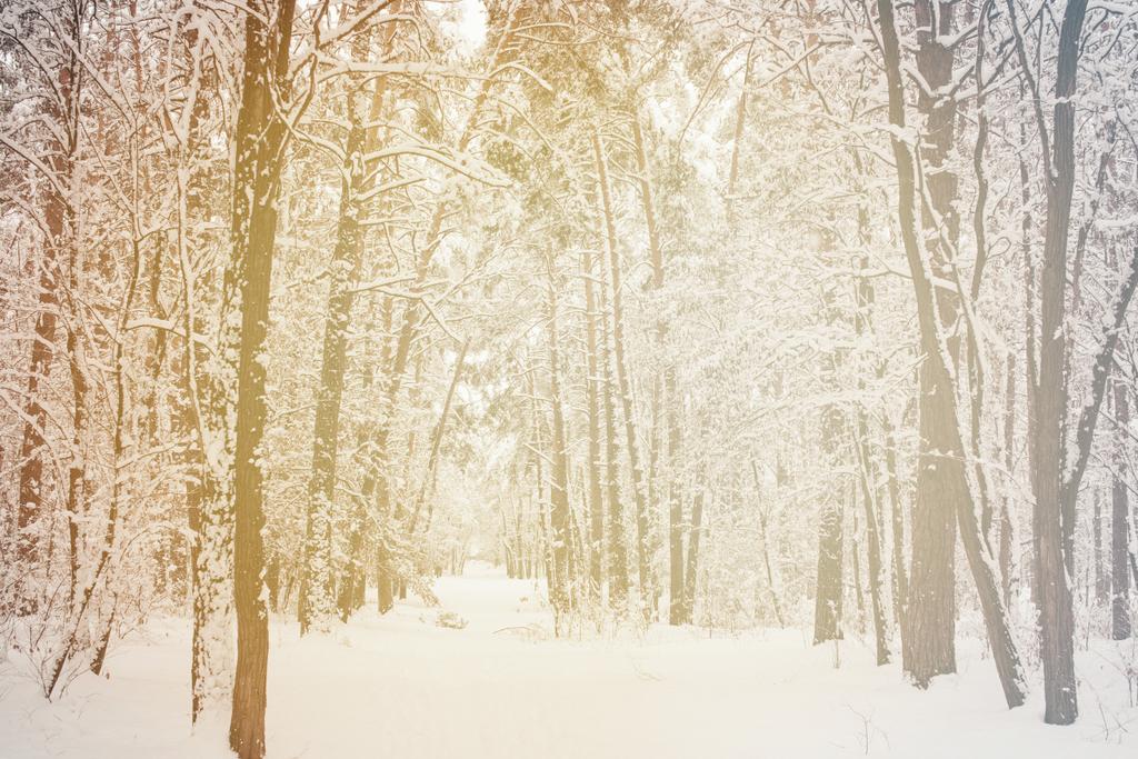 美しい雪に覆われた冬の森のトーンの画像 - 写真・画像