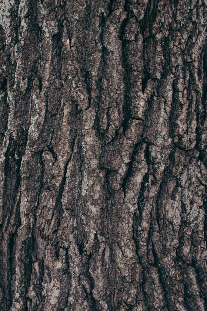 pełna klatka Mroczne drzewo bark tekstury w tle - Zdjęcie, obraz