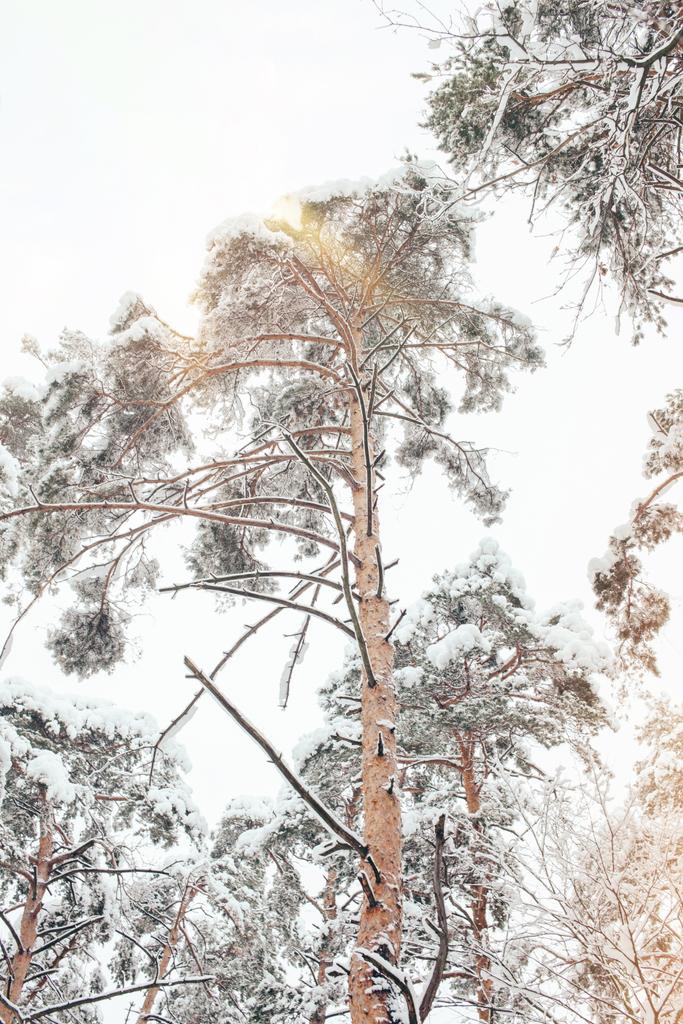 nízký úhel pohled na zasněženou zimní les a boční osvětlení - Fotografie, Obrázek