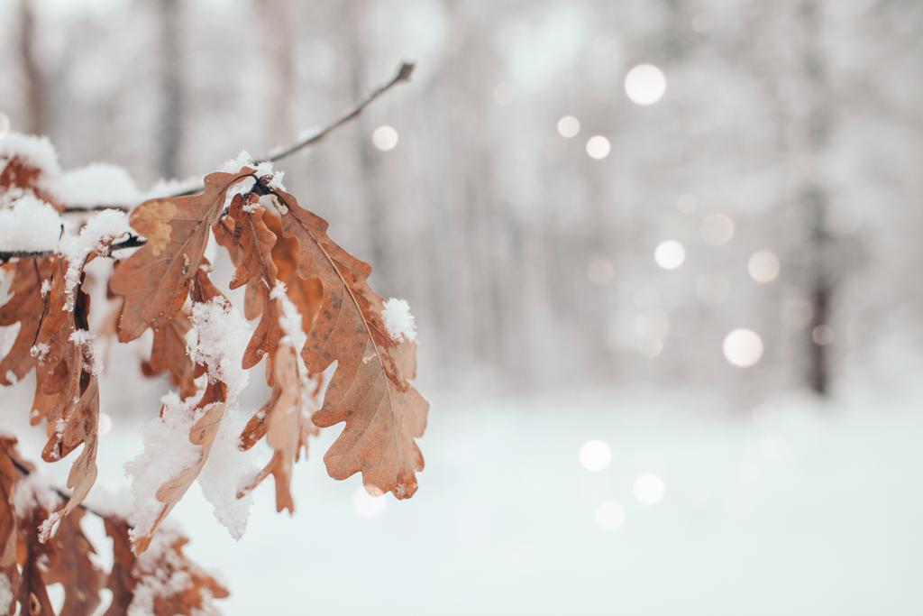 живописный вид дубовых листьев со снегом в зимнем лесу и размытые падающие снежинки
 - Фото, изображение