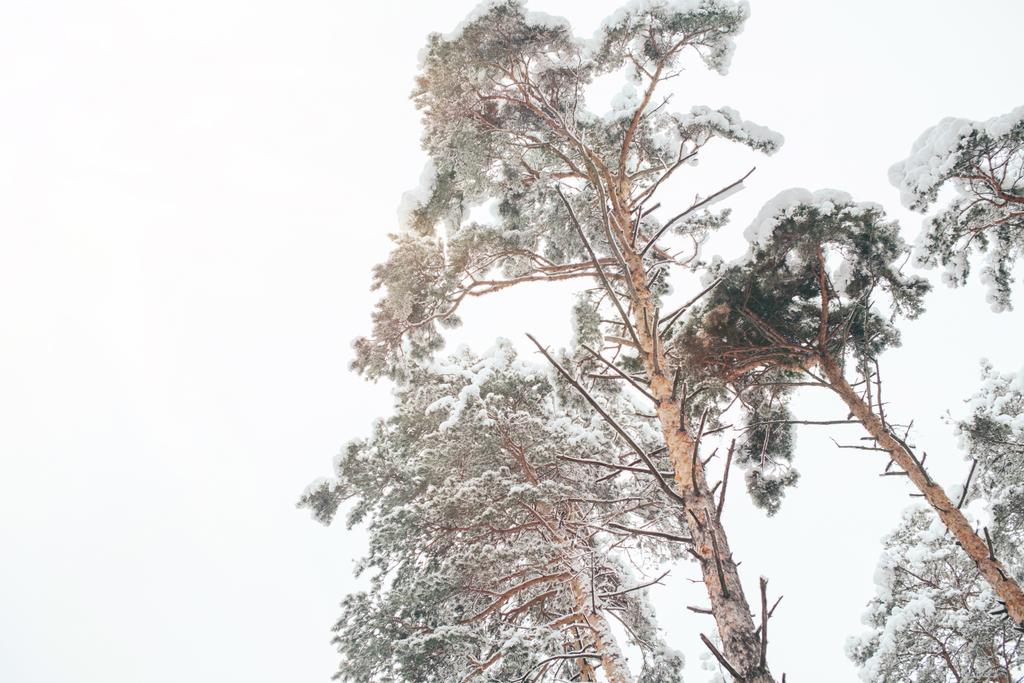 низкий угол обзора заснеженного зимнего леса и ясное небо
 - Фото, изображение