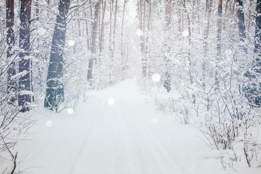 scenic view of winter forest and blurred falling snowflakes - Photo, Image