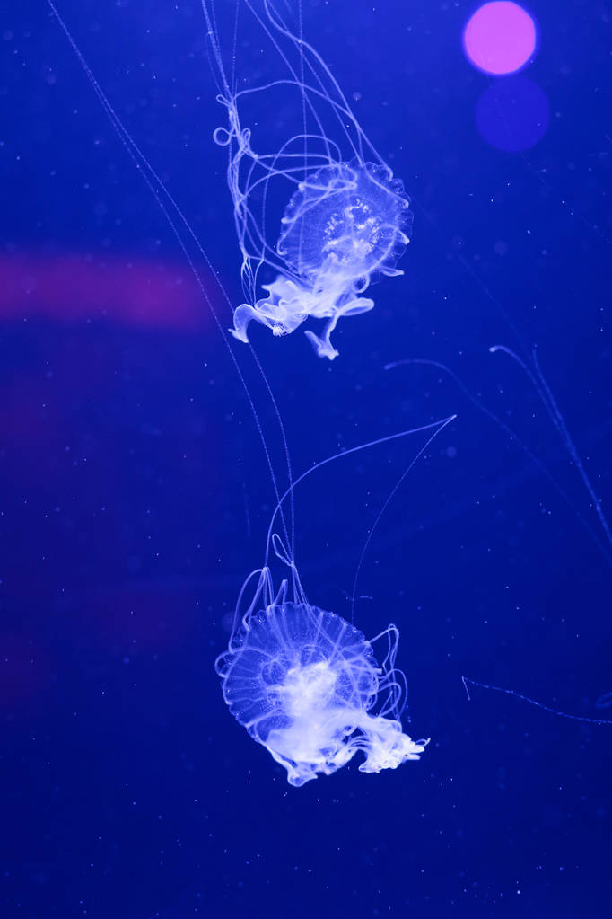 Denizanası, sualtı dünyasını çok arka plan - Fotoğraf, Görsel