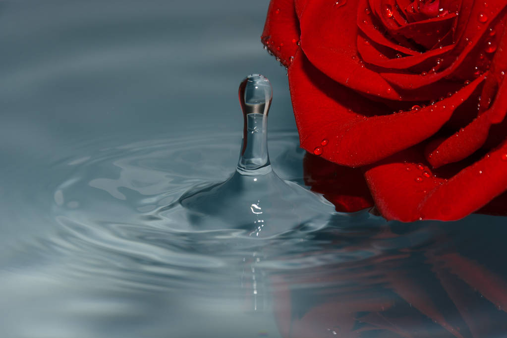 rosa vermelha na água com gota de água
 - Foto, Imagem