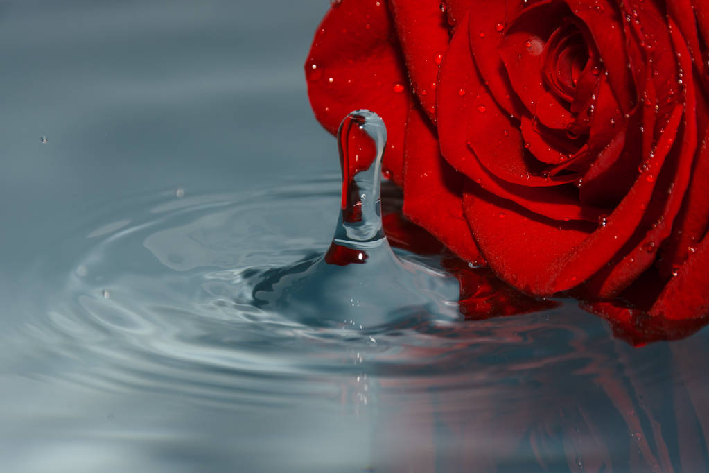 水滴が付いている水に赤いバラ - 写真・画像