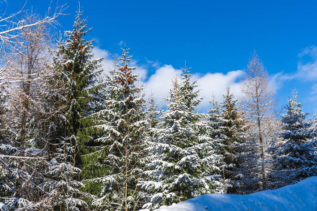 Árboles y ramas cubiertos de nieve en el bosque invernal
 - Foto, Imagen