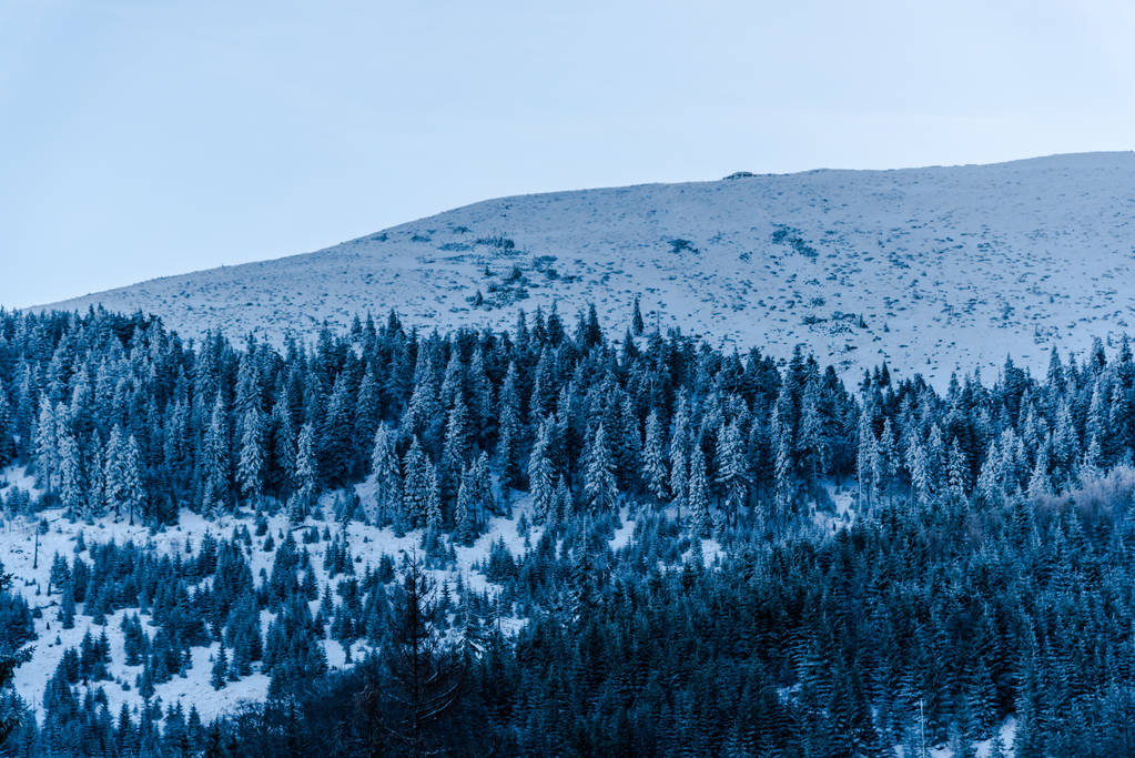 Arbres et branches enneigés dans la forêt hivernale
 - Photo, image