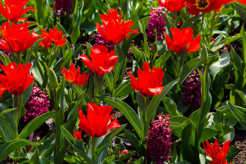 Zbliżenie na niesamowite kolorowe kwiaty kwitnące - Zdjęcie, obraz