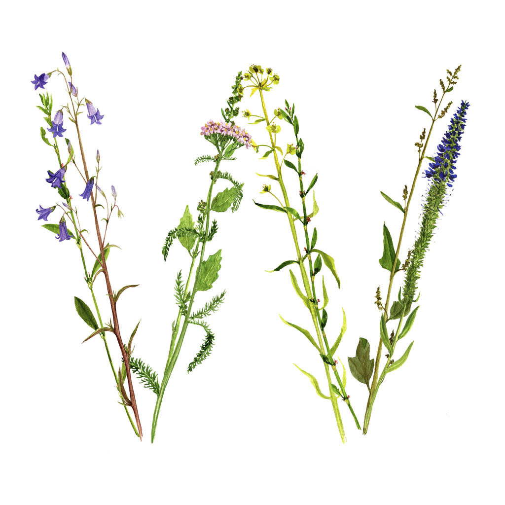 floral watercolor letter W - Photo, Image