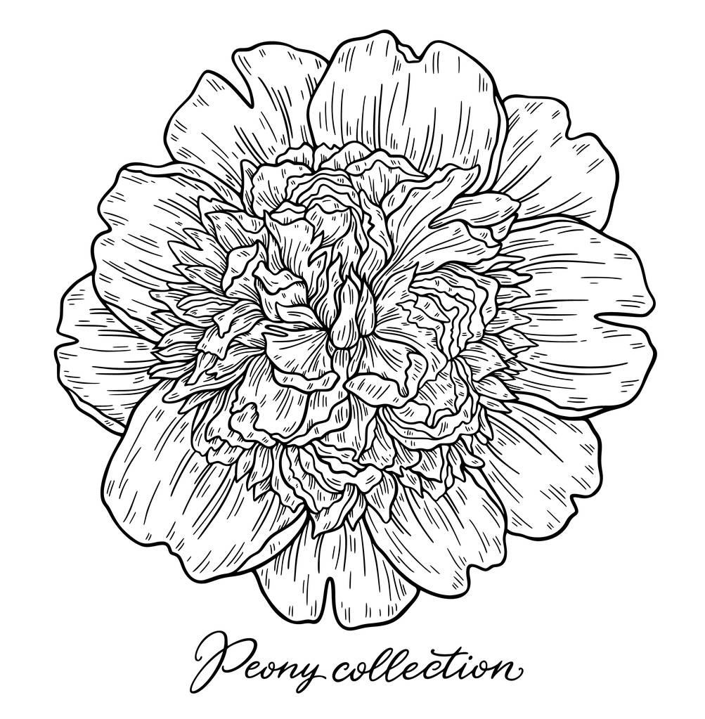 Vektor Illustration der schwarz-weißen Hand gezeichnet Pfingstrose Blume isoliert auf weißem Hintergrund - Vektor, Bild