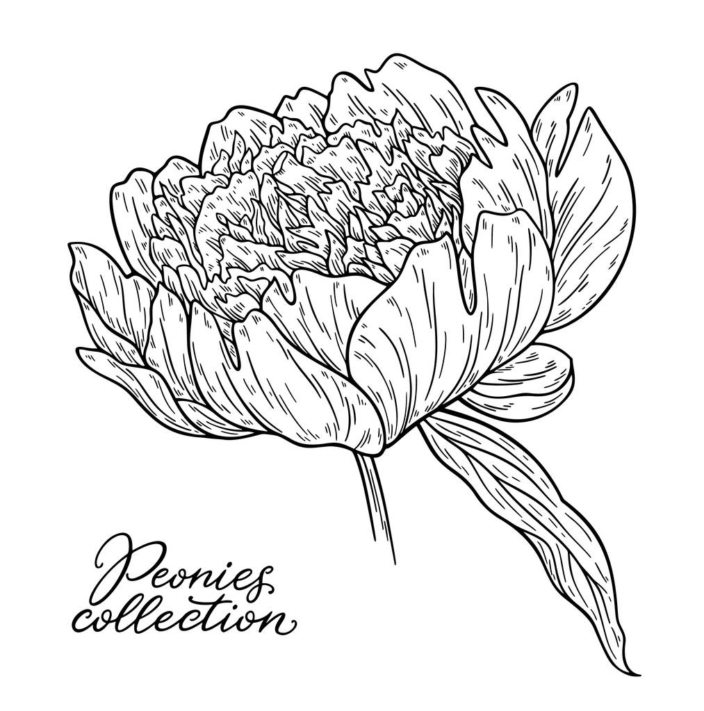 fekete-fehér kézzel rajzolt pünkösdi rózsa virág elszigetelt fehér háttér vektor illusztráció - Vektor, kép