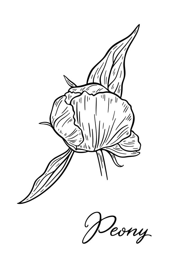 vektori kuva mustavalkoinen käsin piirretty pioni kukka eristetty valkoisella pohjalla
 - Vektori, kuva