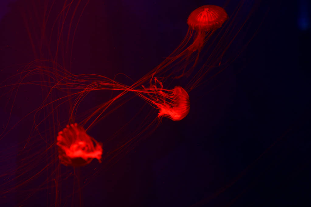 Tausta paljon meduusoja, vedenalainen maailma
 - Valokuva, kuva