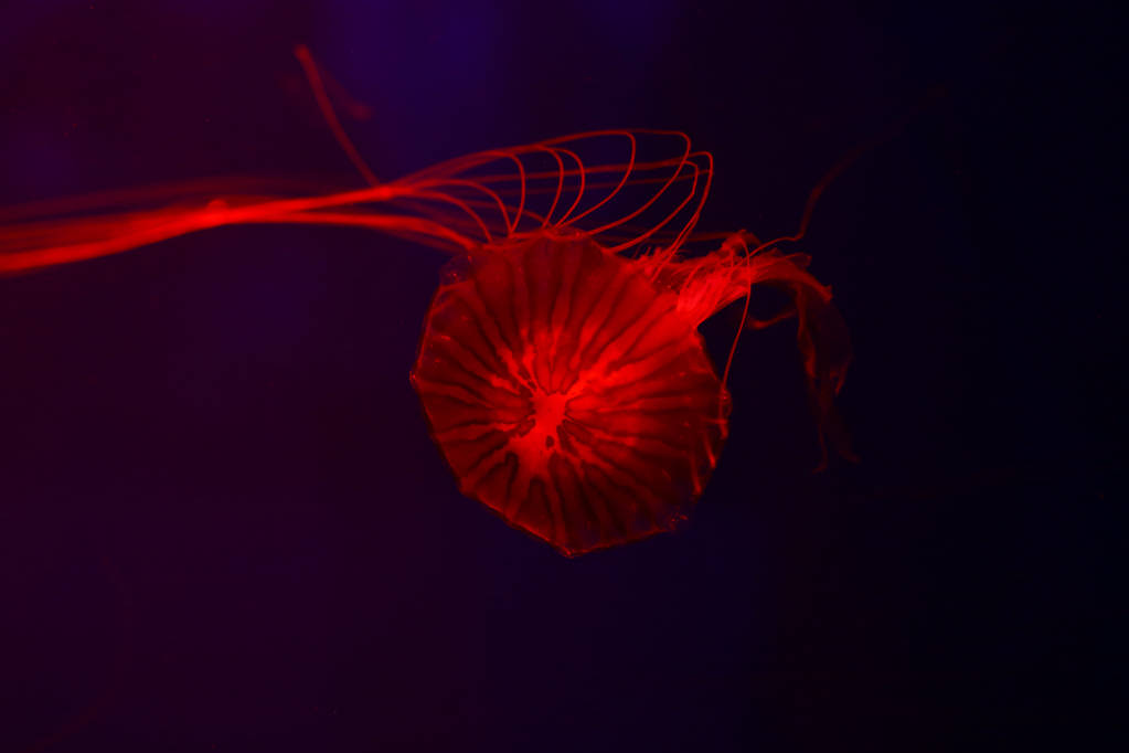 W tle wielu meduzy, podwodny świat - Zdjęcie, obraz