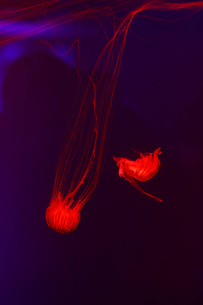 Háttér egy csomó medúza, víz alatti világ - Fotó, kép