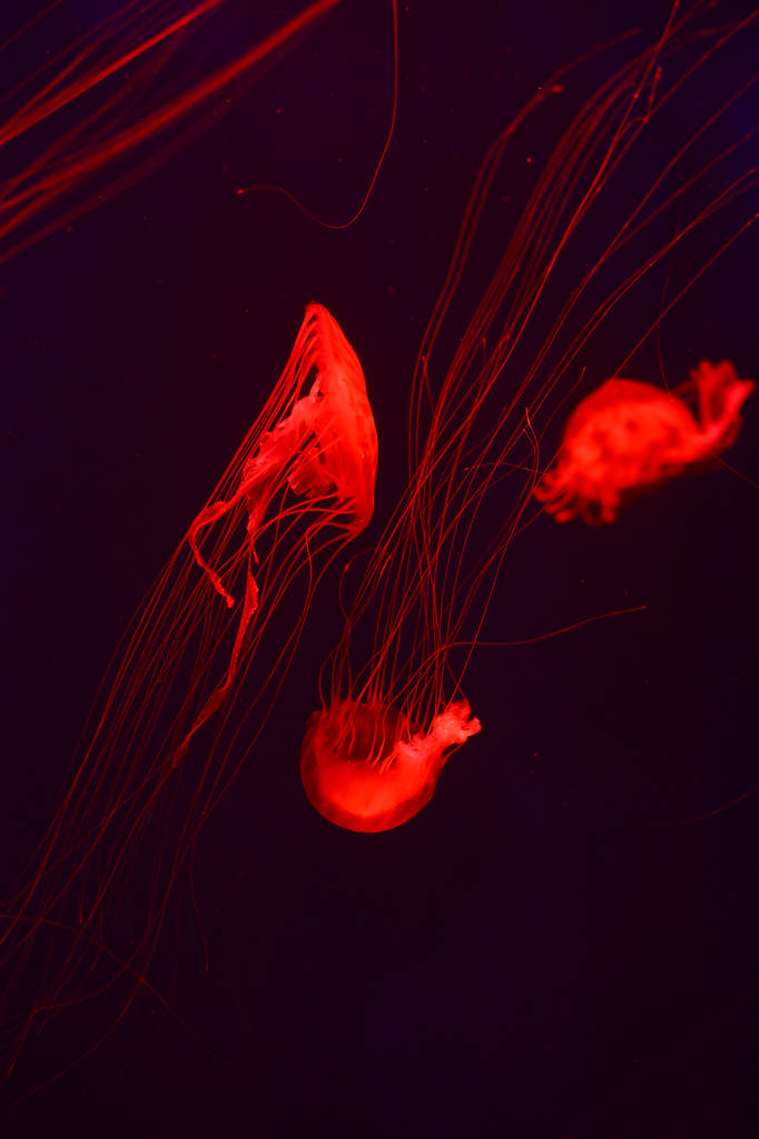 Antecedentes um monte de medusas, mundo subaquático
 - Foto, Imagem