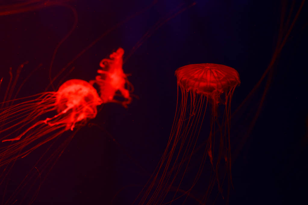 Фон багато медуз, підводний світ
 - Фото, зображення