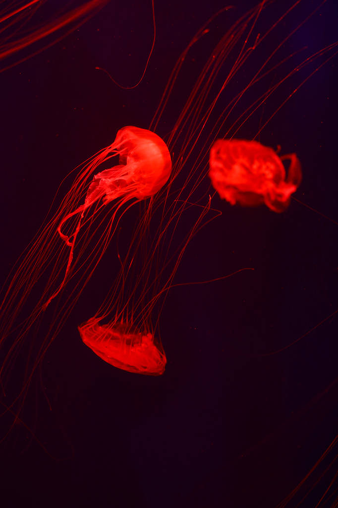 Πολλά των μεδουσών, υποβρύχιος κόσμος στο παρασκήνιο - Φωτογραφία, εικόνα