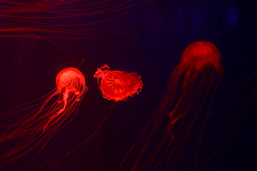 Achtergrond van een heleboel kwallen, onderwaterwereld - Foto, afbeelding