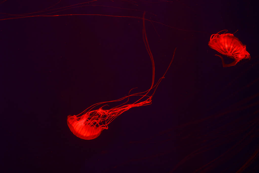 Antecedentes un montón de medusas, mundo submarino
 - Foto, Imagen