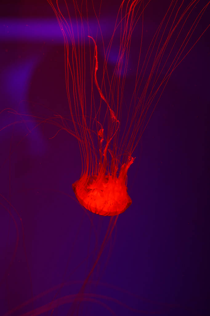 Antecedentes un montón de medusas, mundo submarino
 - Foto, Imagen