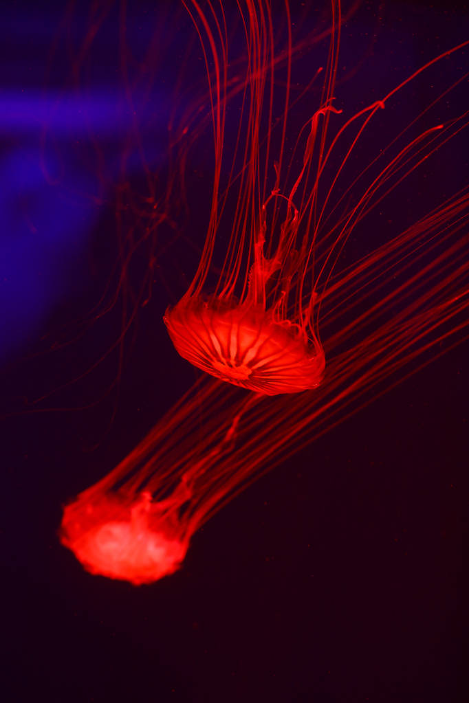 Achtergrond van een heleboel kwallen, onderwaterwereld - Foto, afbeelding