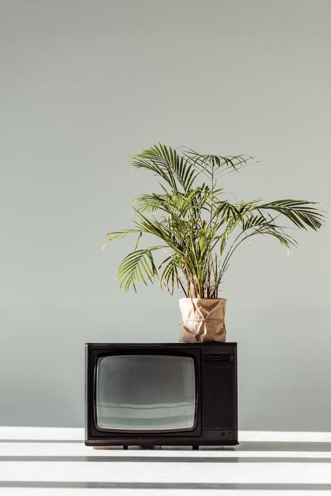 green plant in pot on vintage tv on grey background - Photo, Image