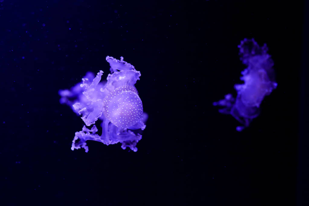 schöne Quallen, Medusa im Neonlicht mit den Fischen. Unterwasserleben in Meeresquallen. aufregender und kosmischer Anblick - Foto, Bild