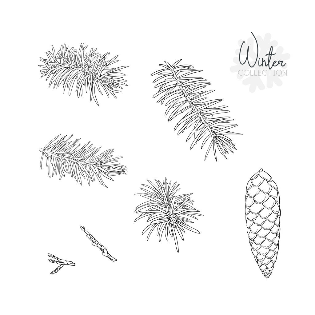 Set with fir-tree branches and cones. Isolated on white background. Outline hand drawing vector illustration - Vector, Image
