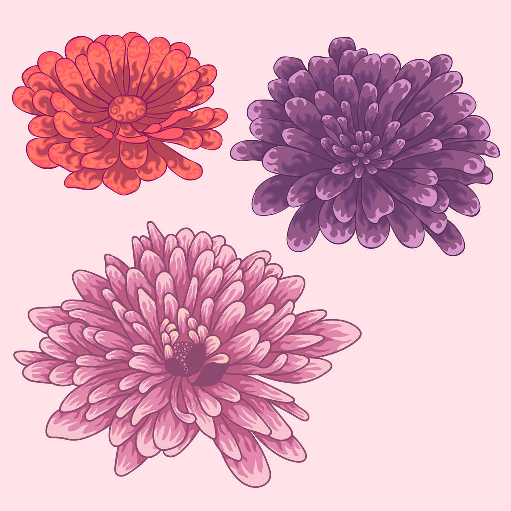 vereinzelte Blumen. Farbige Zinnia-Blüten. - Vektor, Bild