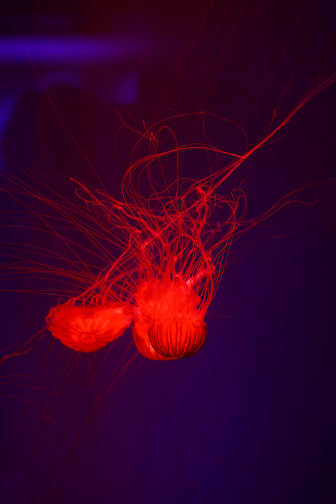 Alforreca bonita, medusa na luz de néon com os peixes. Vida subaquática em medusas oceânicas. visão emocionante e cósmica
 - Foto, Imagem