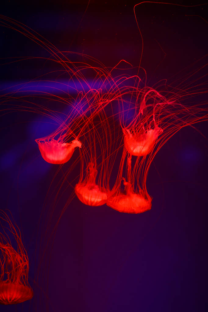 Belle méduse, méduse dans la lumière au néon avec les poissons. "Underwater life in ocean jellyfish". vue passionnante et cosmique
 - Photo, image