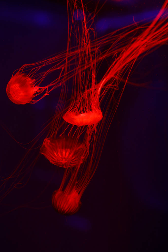 Kaunis meduusa, medusa neonvalossa kalojen kanssa. Vedenalaista elämää meren meduusoissa. jännittävä ja kosminen näky
 - Valokuva, kuva