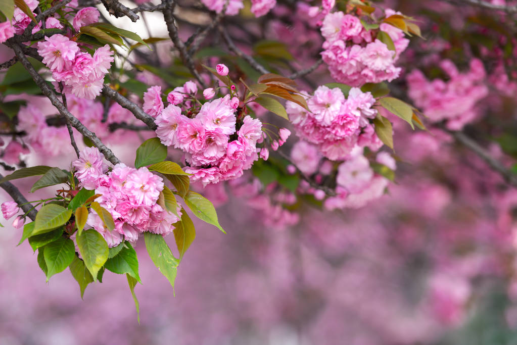 Розовые цветы сакуры на пружинных ветках шерри
 - Фото, изображение